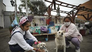 Chorrillos: Perros guardianes ‘Mica’ y ‘Toby’ hacen correr a robacasas por cuarta vez