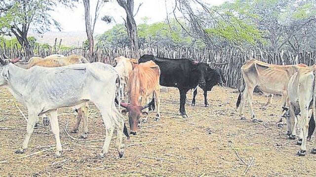 Tumbes: Sesenta mil cabezas de ganado en riesgo por sequía 