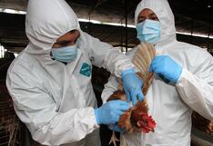 Pisco: Senasa descarta brote de influenza aviar en aves