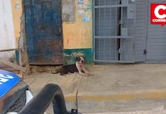Pichanaqui: Pitbull suelto mata a varias mascotas y genera alarma entre vecinos