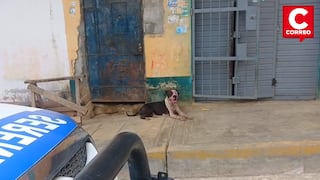 Pichanaqui: Pitbull suelto mata a varias mascotas y genera alarma entre vecinos