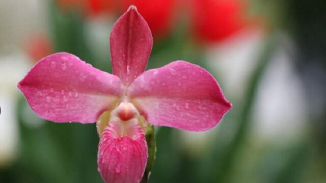 ​Polémico: orquídea peruana fue patentada con el nombre de un estadounidense
