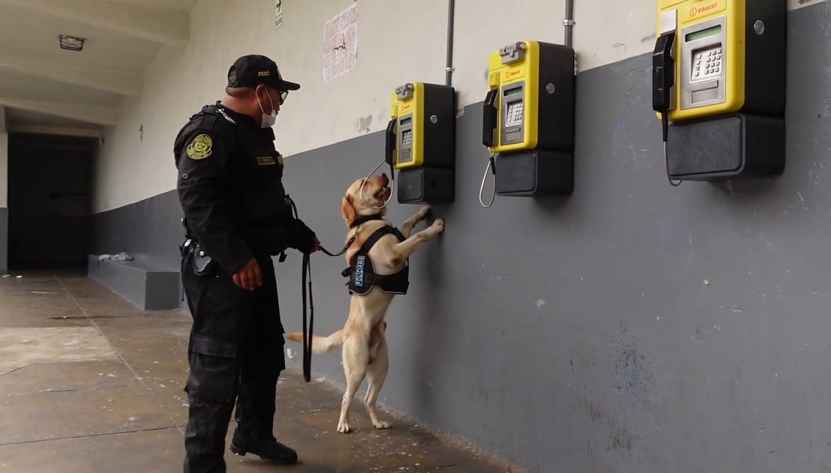 Canes de la Unidad de Policía Canina también participaron en el operativo.
