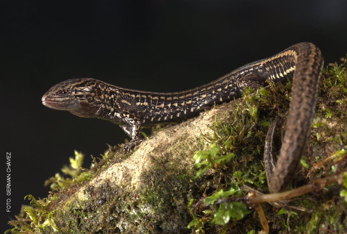 El hallazgo, publicado en Zootaxa, refuerza la importancia de las áreas naturales protegidas del Perú como refugios de biodiversidad.