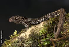 Descubren nueva especie de lagartija en bosque protegido de Cajamarca