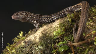 Descubren nueva especie de lagartija en bosque protegido de Cajamarca