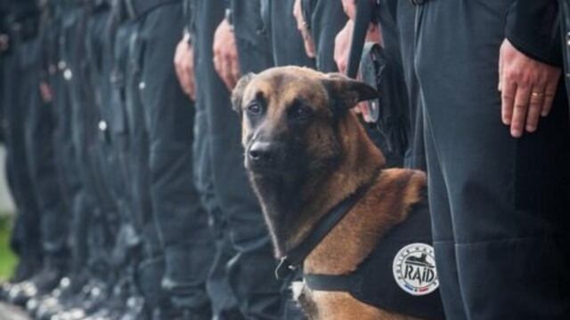 Facebook: Piden la Legión de Honor para perra policía muerta en Saint Denis