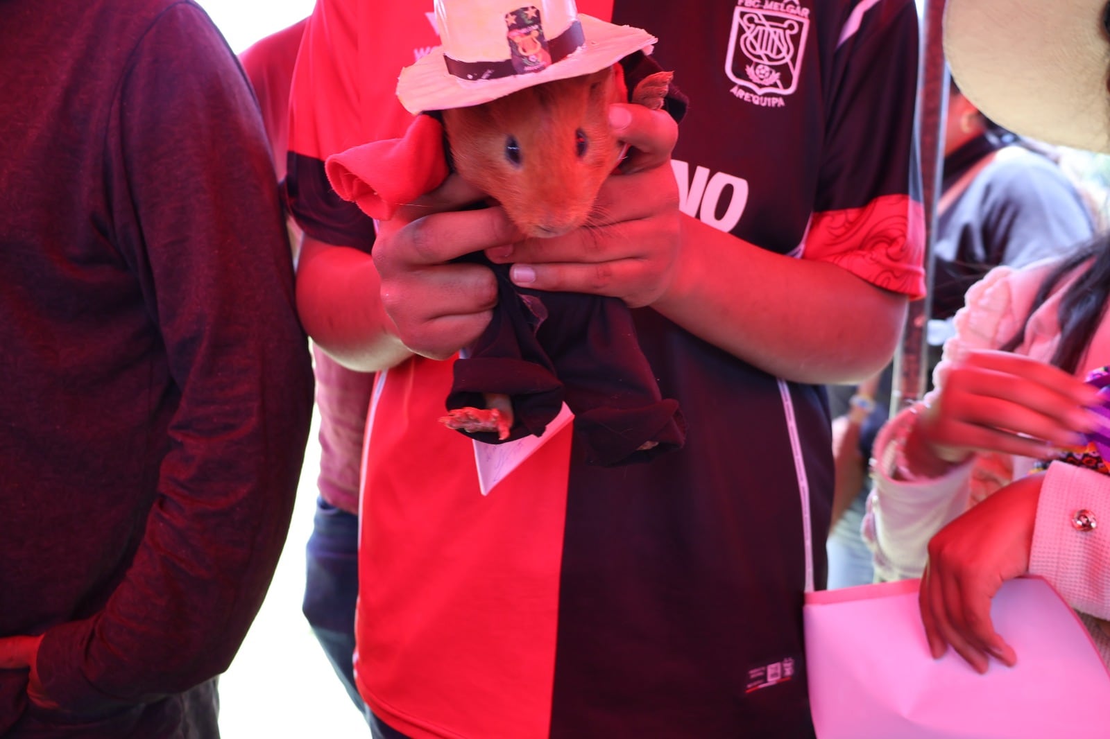 Primer Concurso de Cuy Fashion 2025 en Quequeña, Arequipa. Foto: Municipalidad de Quequeña.