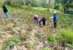Gobierno tiene activo el Seguro Agrícola (SAC) con una cobertura de 223 mil hectáreas en Piura