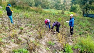 Gobierno tiene activo el Seguro Agrícola (SAC) con una cobertura de 223 mil hectáreas en Piura