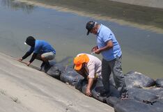 Piura: Colocan más de 200 sacos con tierra para proteger losa del canal Daniel Escobar