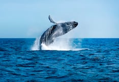 Empezó espectáculo de avistamiento de ballenas jorobadas