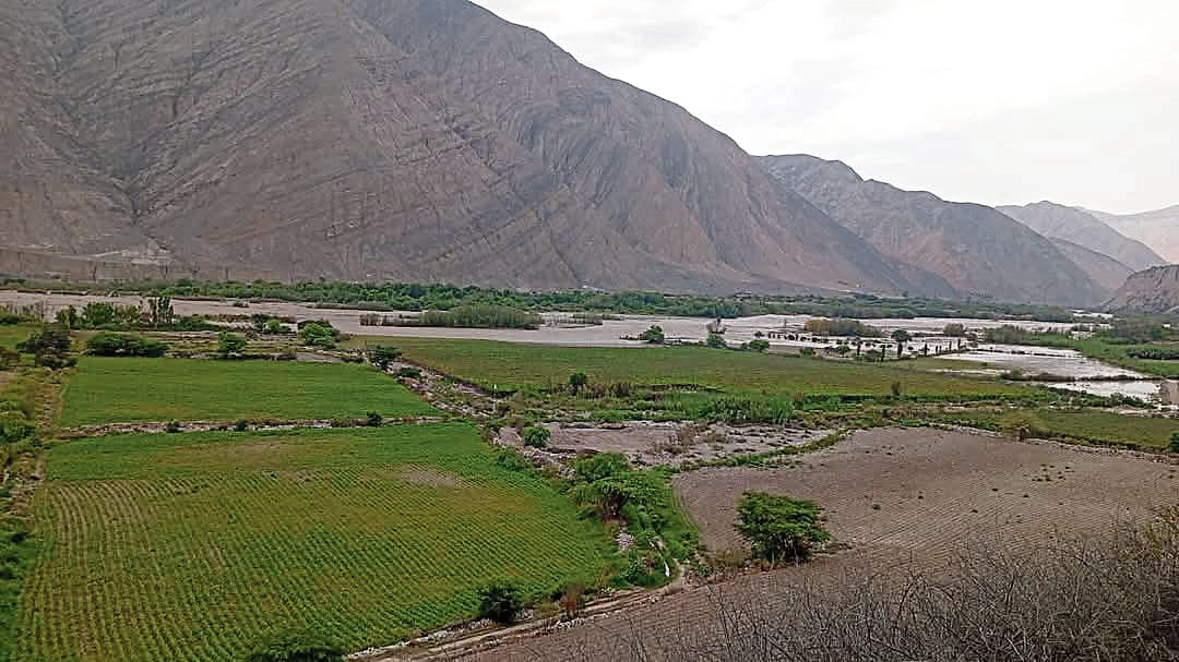 Cultivos de uvas en el sector de Huatiapilla Baja afectados. Foto: GEC.