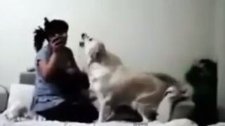 ​Te asombrará como estos perritos defienden a su pequeño amo (VIDEO)