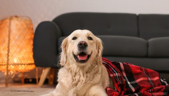 Los perros cuentan con la capacidad de regular su temperatura corporal gracias a su pelaje. (Foto: pixel-shot.com / Leonid Yastremskiy)