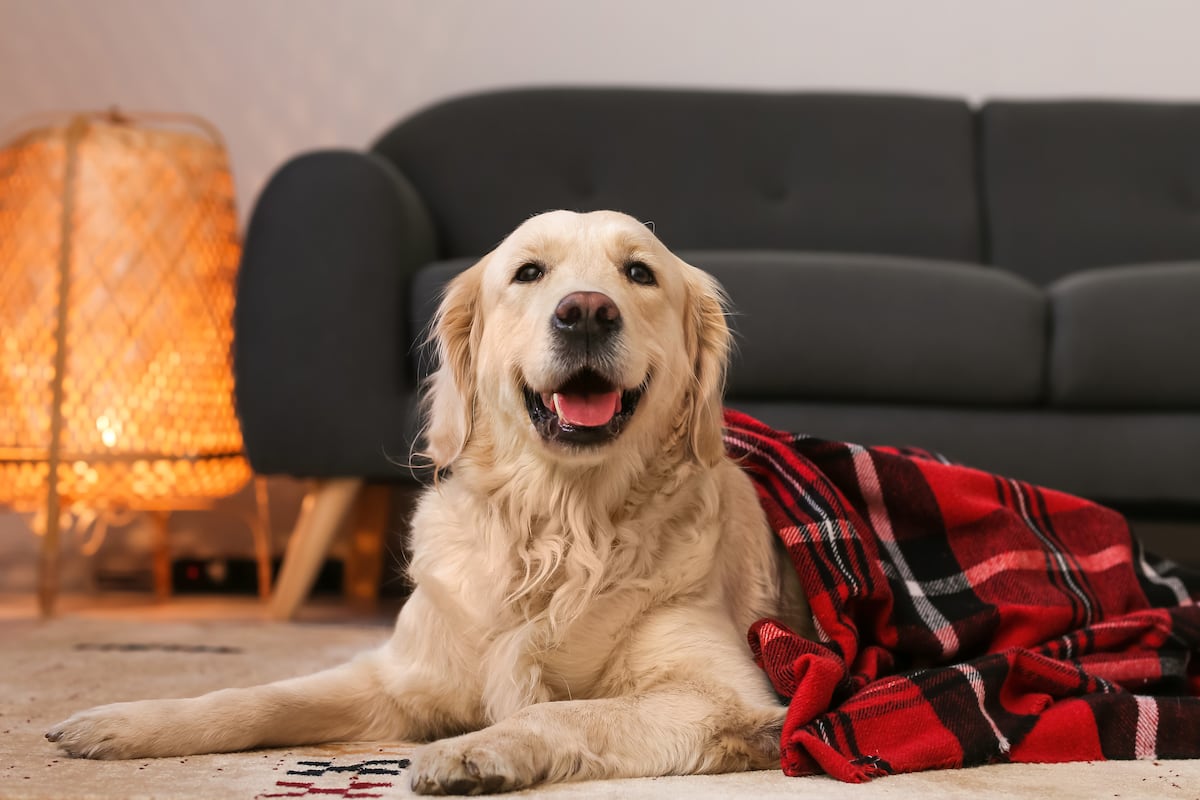 La temporada de muda de pelaje en los perros incrementa la presencia de pelos y caspa en el hogar. Un especialista comparte recomendaciones para mantener los ambientes limpios y disminuir la concentración de alérgenos. (Foto: pixel-shot.com / Leonid Yastremskiy)