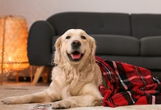 Cómo organizar la limpieza del hogar cuando tu perro cambia de pelaje: consejos para reducir pelos y alérgenos