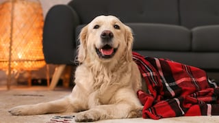 Cómo organizar la limpieza del hogar cuando tu perro cambia de pelaje: consejos para reducir pelos y alérgenos