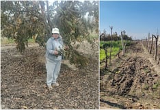 Ica: agricultores de Macacona enfrentan cambios en sus cultivos por variaciones climáticas