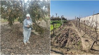 Ica: agricultores de Macacona enfrentan cambios en sus cultivos por variaciones climáticas