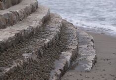 Municipalidad de Chorrillos anuncia el cierre de la playa La Herradura tras presencia de miles de cangrejos