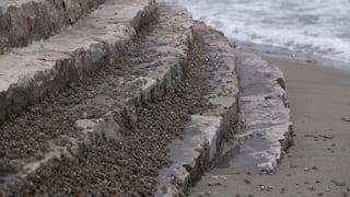 Municipalidad de Chorrillos anuncia el cierre de la playa La Herradura tras presencia de miles de cangrejos
