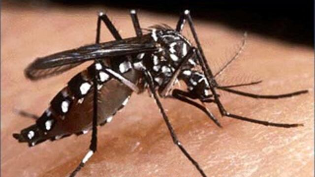 Piura en alerta amarilla por aumento de casos de dengue 