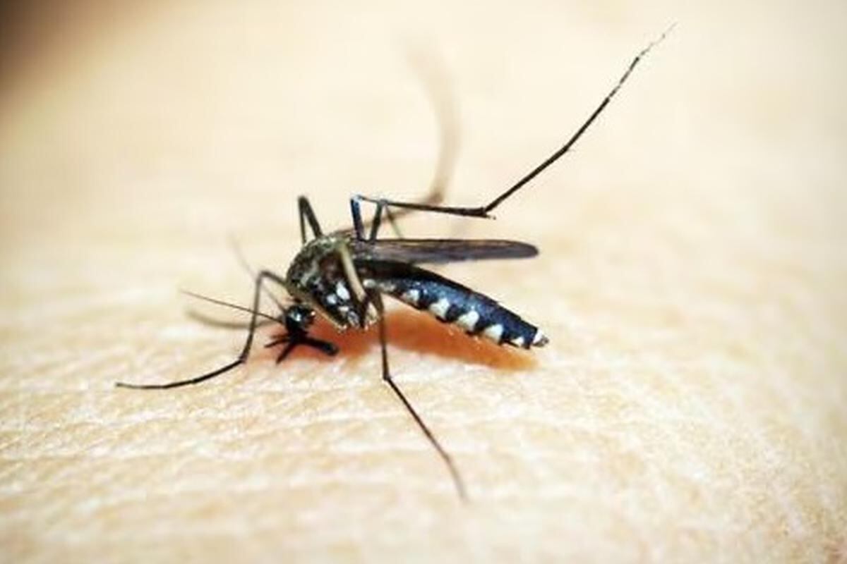 La jefa del área de Epidemiólogía de la Gerencia Regional de Salud (Geresa-LL) indicó que algunos deben ser hospitalizados.