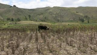 El Niño afectará a 123 mil personas en la región Cusco (Vídeo)