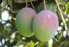 Productores de mango rechazan propuesta del Midagri de suspender cosecha por tres años