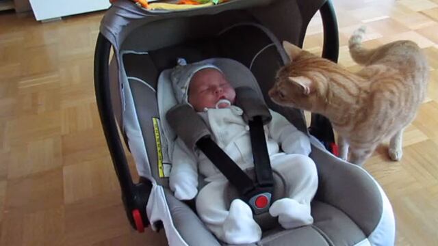 Esta es la reacción de un gato al ver por primera vez a un bebé (VIDEO)