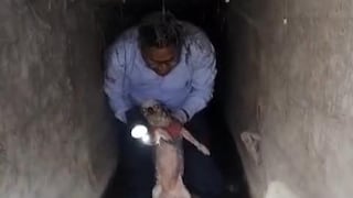 Arequipa: Serenos del distrito de Yanahuara rescatan a can Princesa que cayó a canal de regadío (VIDEO)