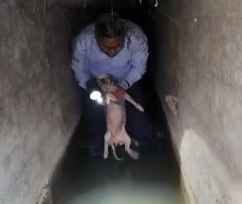 Sereno de Yanahuara rescata a can que cayó a un canal de regadío. Foto: GEC