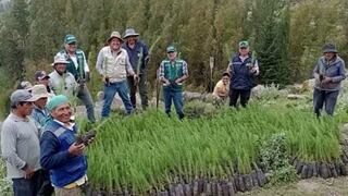 Arequipa: Siembran 4 mil árboles de pino y eucalipto en Huambo