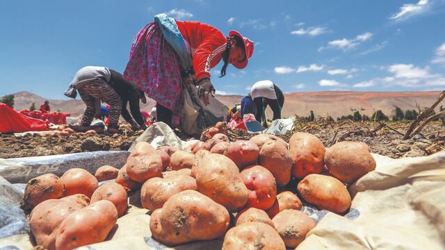 Junín ocupa el quinto lugar al empadronar a 150 mil productores agrarios 