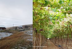 Arequipa: DANA y El Niño amenazan con heladas y menor calidad de cultivos