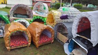 Puno: Niños de primaria construyen casitas para perros abandonados