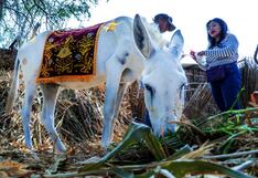 La “Burrita blanca” lista para Domingo de Ramos en Catacaos