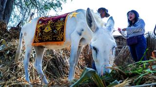 La “Burrita blanca” lista para Domingo de Ramos en Catacaos