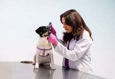 ¿Tu mascota sacude mucho la cabeza? Señales de otitis que debes detectar a tiempo