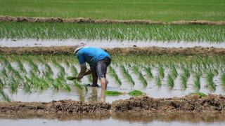 Agricultura en peligro por ausencia de lluvias en la región