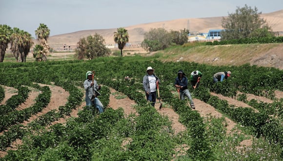 Arequipa tiene 38 mil hectáreas de cultivo (Foto: Difusión)