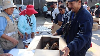Ica: entregan mil gallinas ponedoras a productores locales