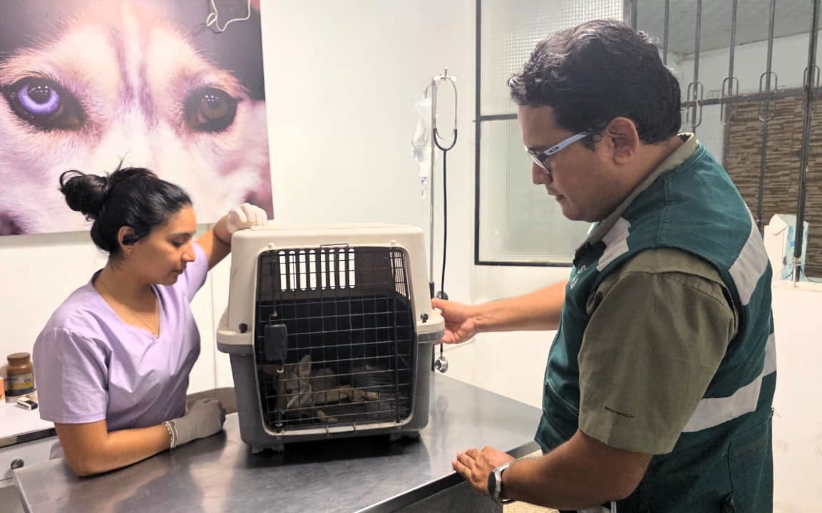 Serfor cuida zorro rescatado por serenos en Castilla