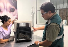 Piura: Zorro rescatado en Castilla es atendido por especialistas del Serfor