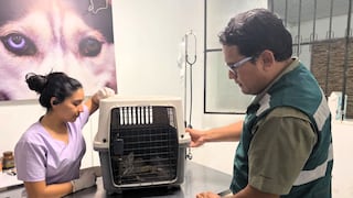 Piura: Zorro rescatado en Castilla es atendido por especialistas del Serfor