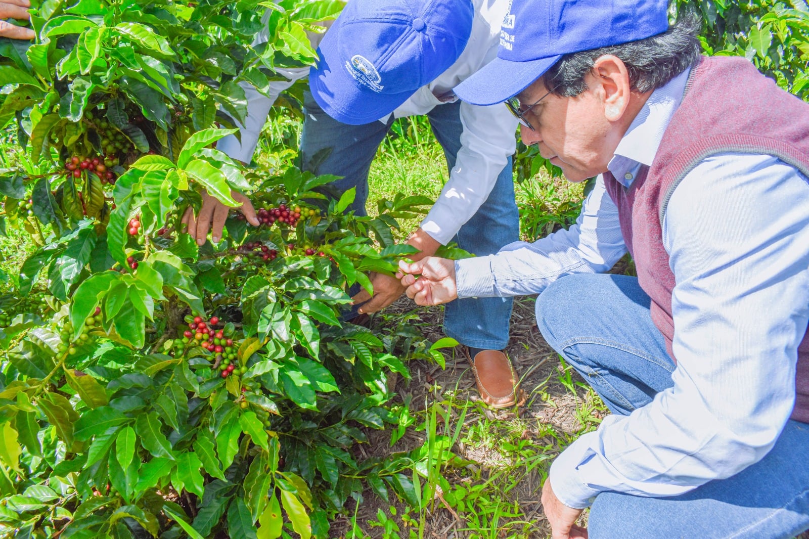 Mejora producción de café en el distrito de Sóndor, Piura