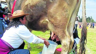 El 65% de leche de Junín se va a Lima