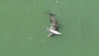 Madre delfín empuja en el agua el cuerpo de su cría muerta para mantenerlo a flote (VIDEO)