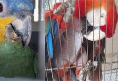 Ica: rescatan a loro amazona y guacamayo rojo escarlata que estaban hacinados en una jaula